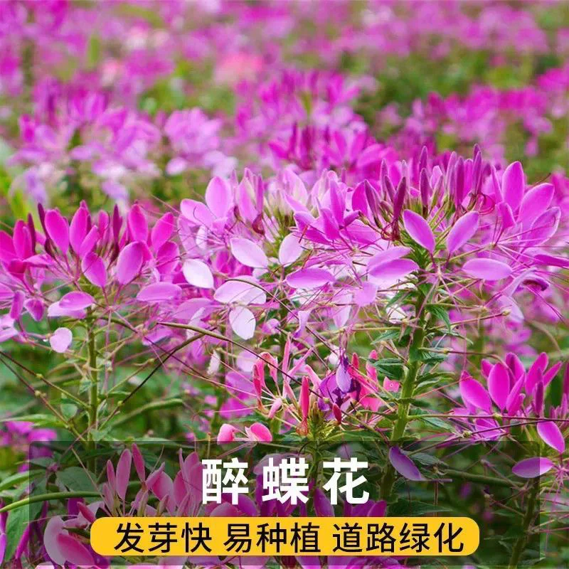 醉蝶花种子开花
