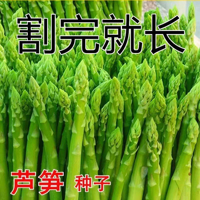 芦笋种子四季种植蔬菜之王