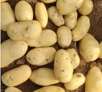 姜屯助农 高蛋白蔬菜 马铃薯 50g袋装 新鲜农产品 高纤维高营养